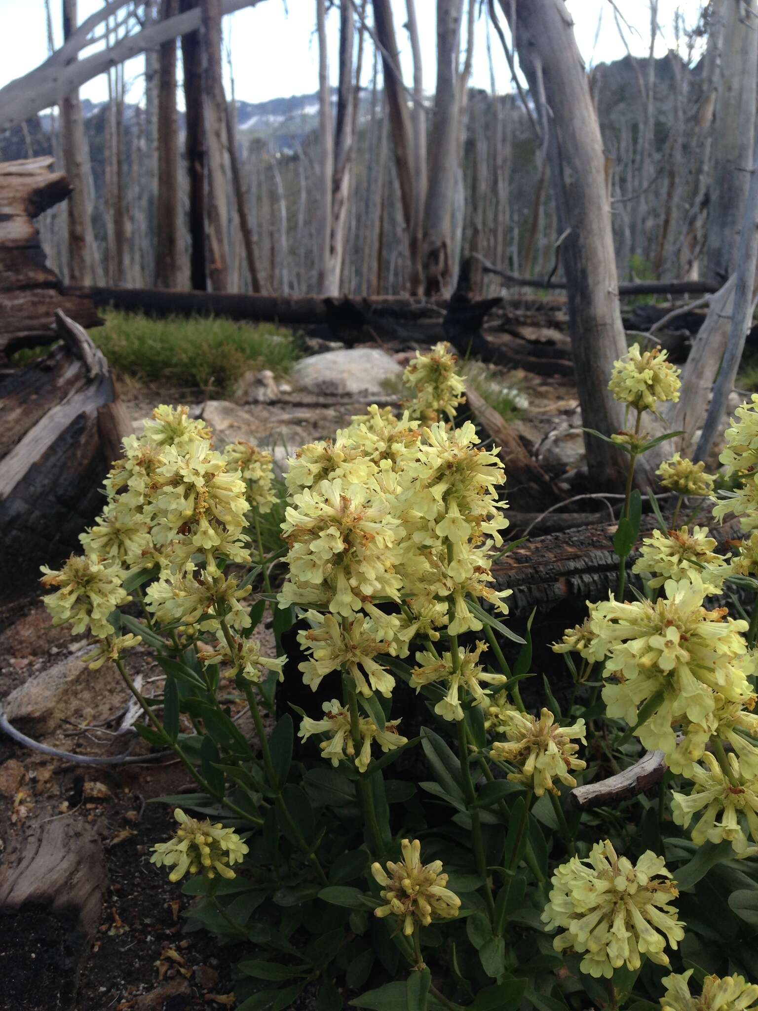 Image de Penstemon flavescens Pennell