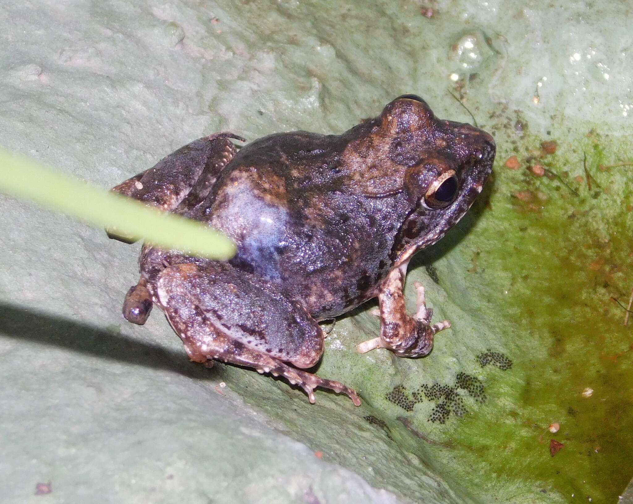 Image of Natal Sand Frog