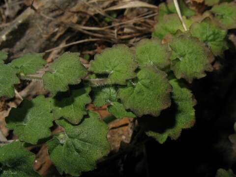 Image of Campanula arvatica Lag.