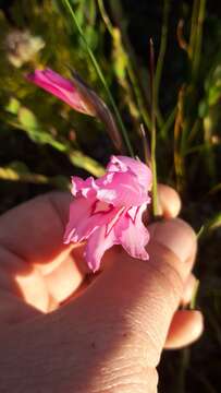 Image of Gladiolus ornatus Klatt