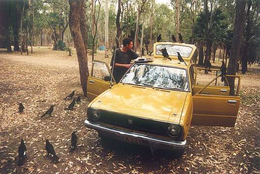 Image of Pied Currawong