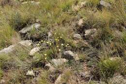 Image de Helichrysum subfalcatum Hilliard