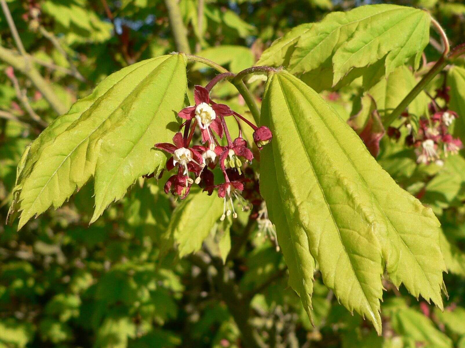 Слика од Acer circinatum Pursh