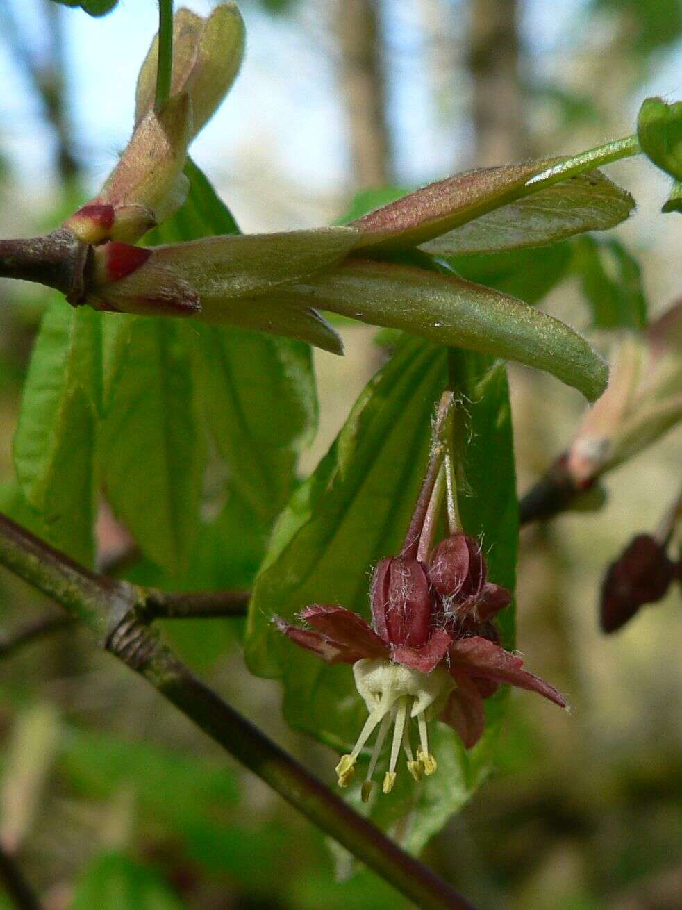 Imagem de Acer circinatum Pursh