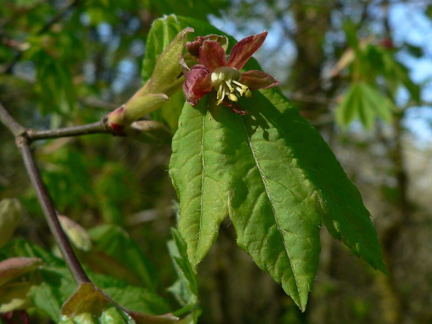 Слика од Acer circinatum Pursh