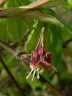 Слика од Acer circinatum Pursh