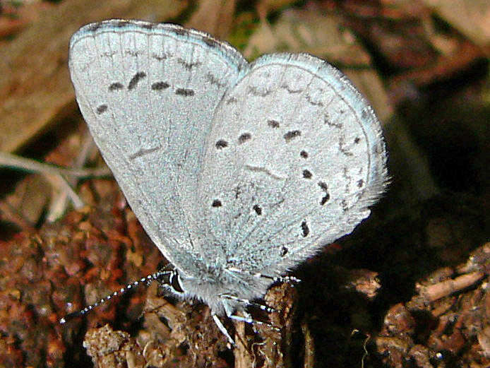 Image of holly blue