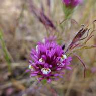 Image of exserted Indian paintbrush