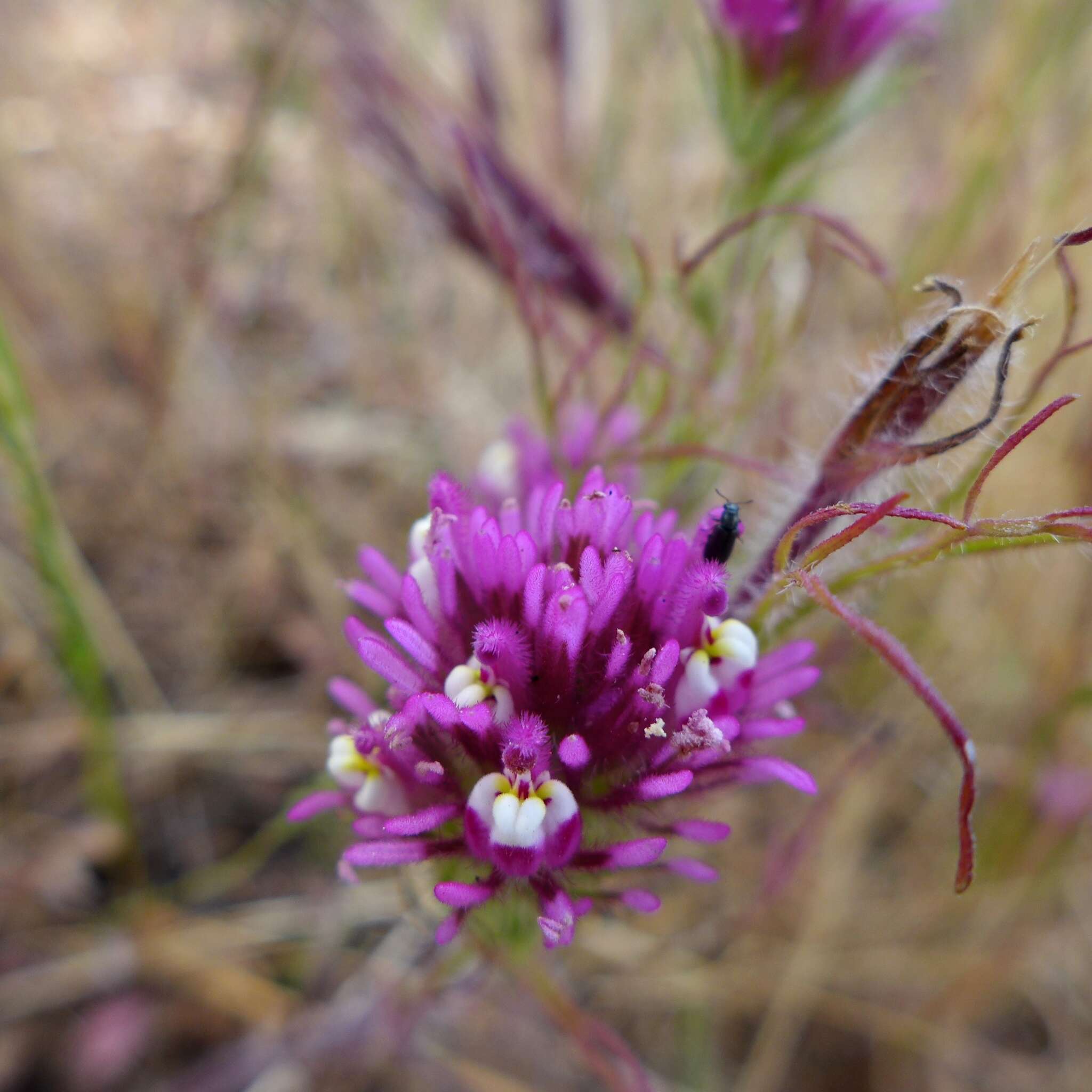 Image of exserted Indian paintbrush