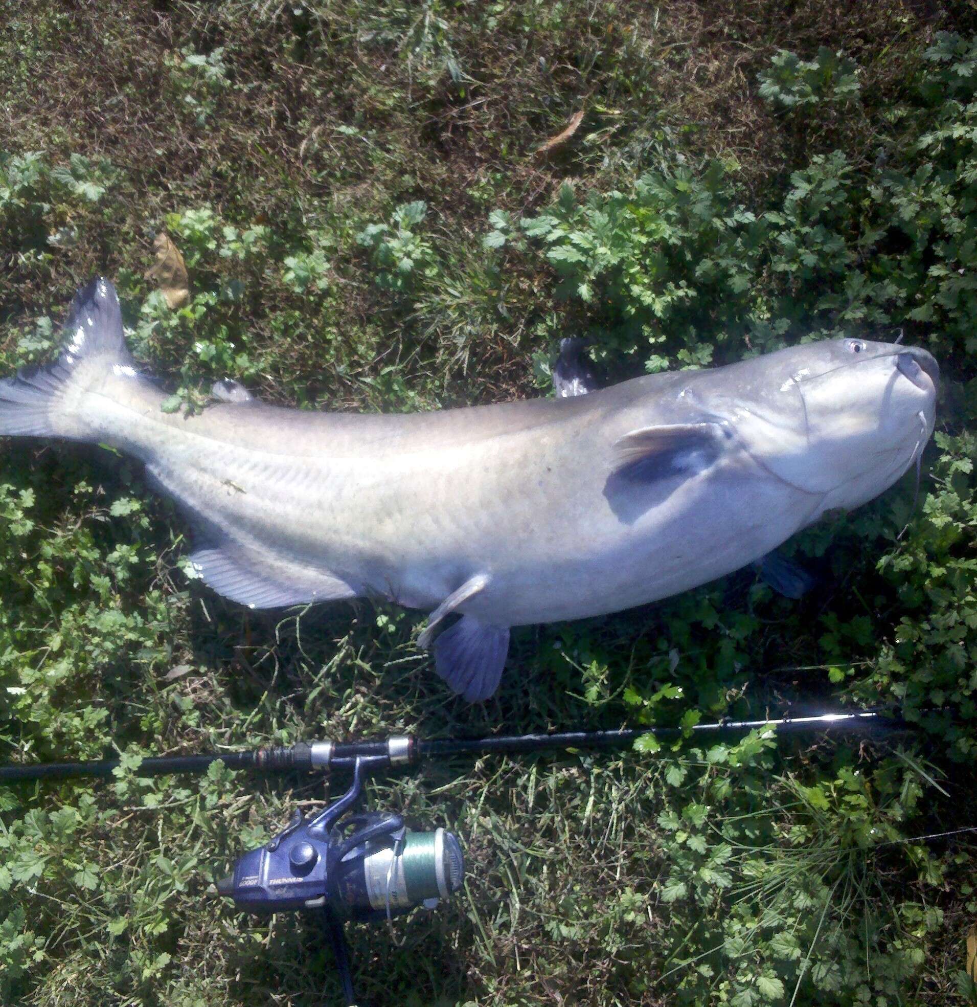 Image of Blue catfish