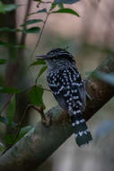 Image of Scaled Antbird