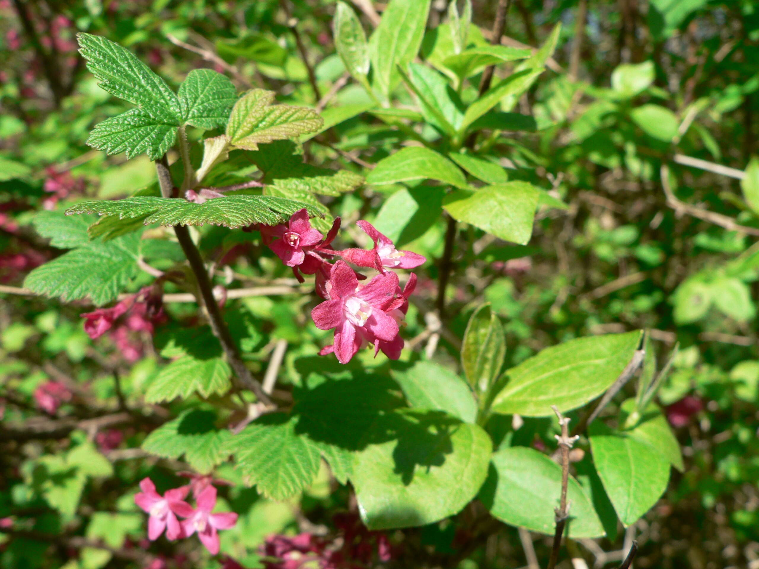 Imagem de Ribes sanguineum Pursh