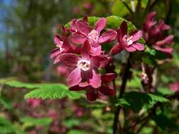 Imagem de Ribes sanguineum Pursh