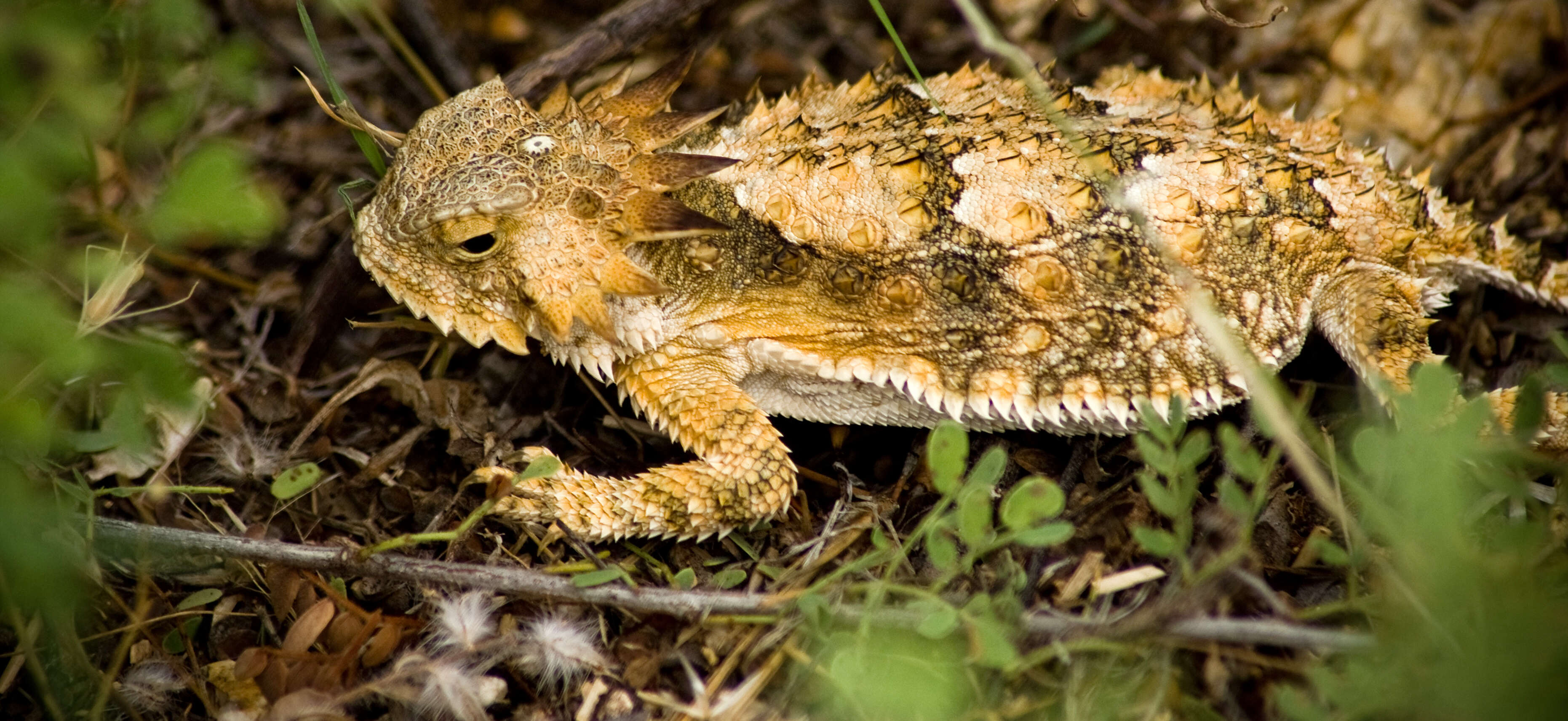 Image of Regal Horned Lizard