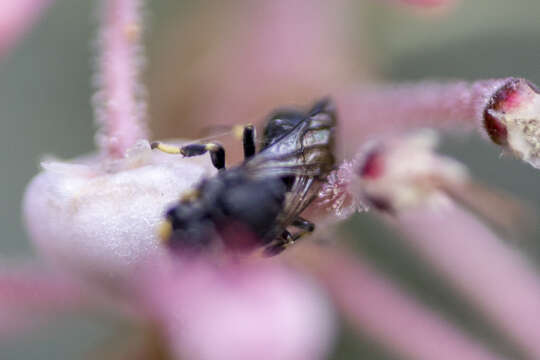 Imagem de Hylaeus basalis (Smith 1853)