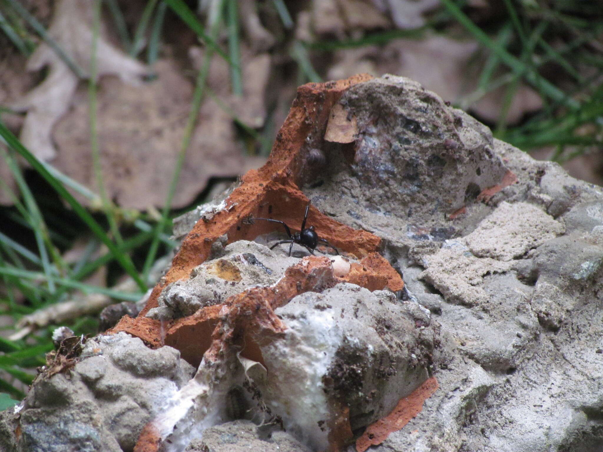 Image of Steatoda retorta González 1987