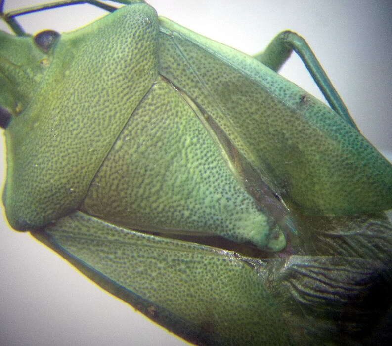 Image of <i>Brachynema germarii</i>