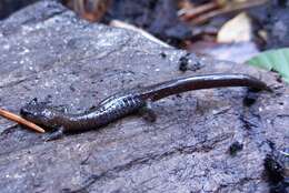 Image of Siskiyou Mountains salamander