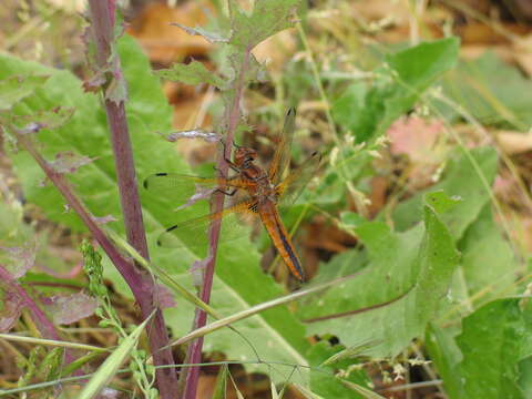 Image of Blue Chaser