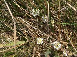 Image of Common Scurvygrass