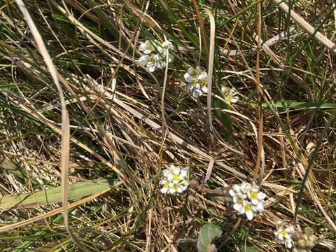 Image of Common Scurvygrass