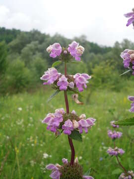 Слика од Phlomoides tuberosa (L.) Moench