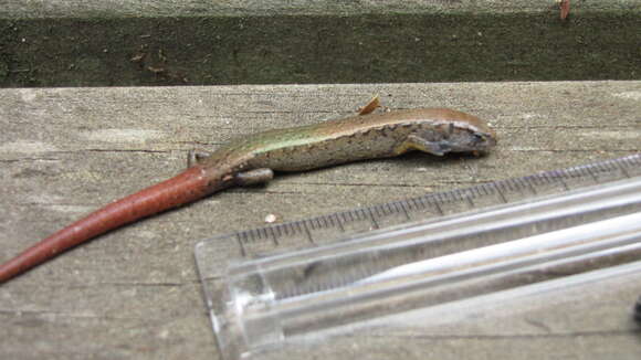 Image of Copper skink