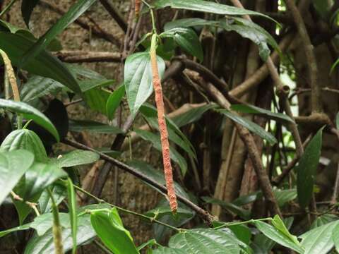 Image of Piper macropiper Pennant