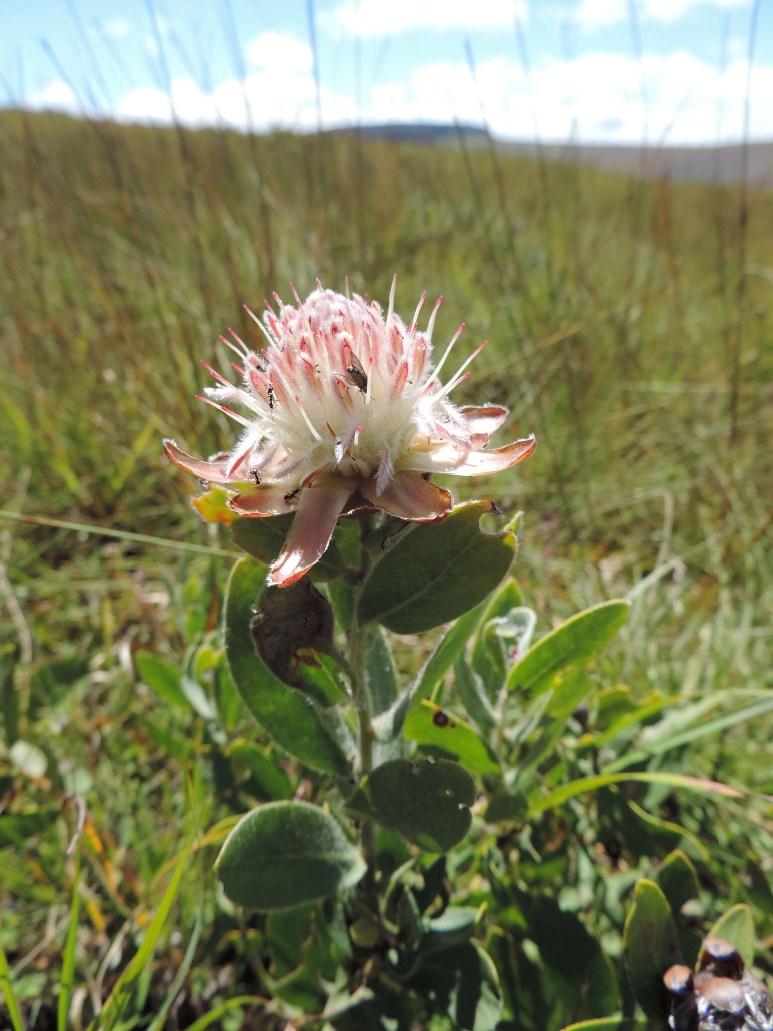 Image of Protea heckmanniana Engl.