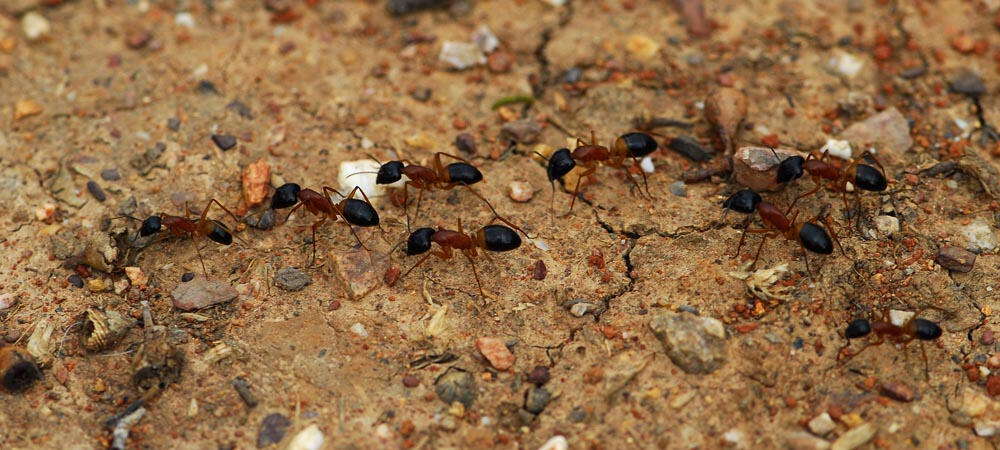 Plancia ëd Camponotus consobrinus (Erichson 1842)