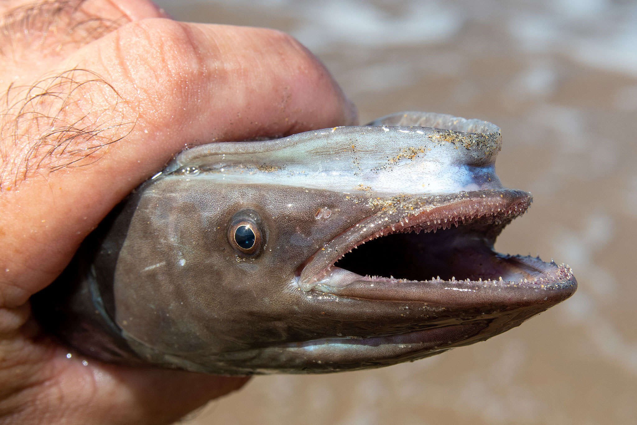 Image of Grey Marlinsucker