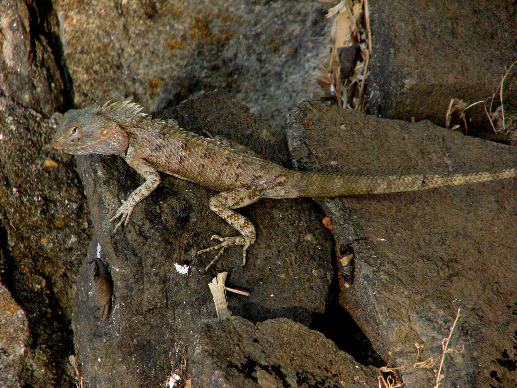 Sivun Lepidosauria kuva