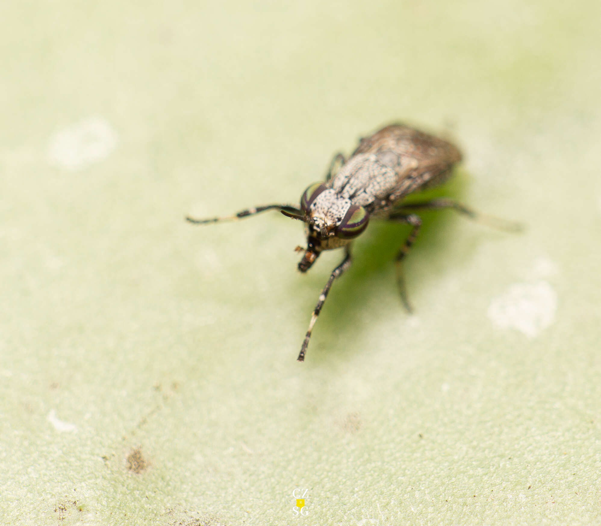 Image of Stictomyia