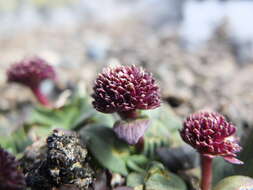 Image de Valeriana pycnantha A. Gray