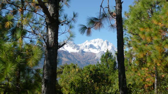 Image of Yunnan Pine