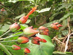 Sanchezia rubriflora Leonard resmi