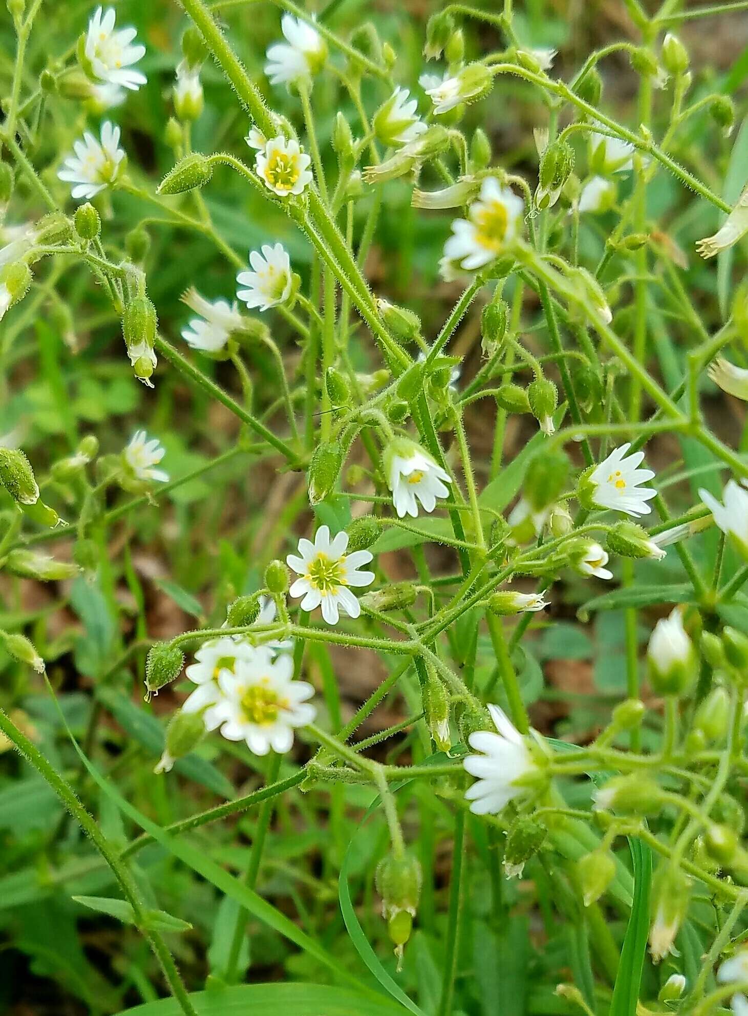 صورة Cerastium nutans Raf.