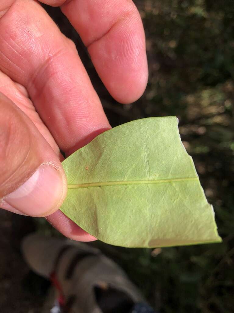 Parsonsia rotata Maiden & Betche的圖片