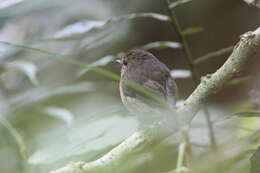 Image de Gobemouche givré