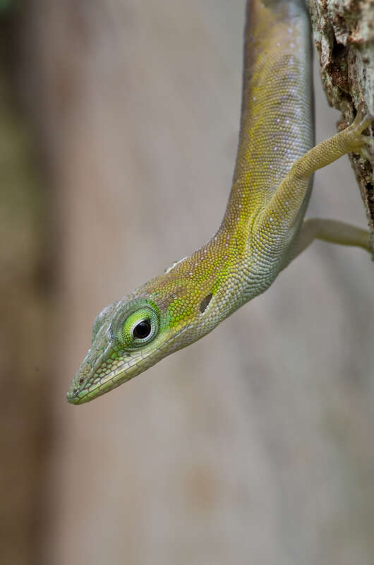 Image of Cuban green anole