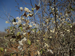 Image of Camphor bush