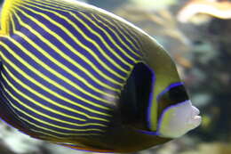 Image of Angelfish