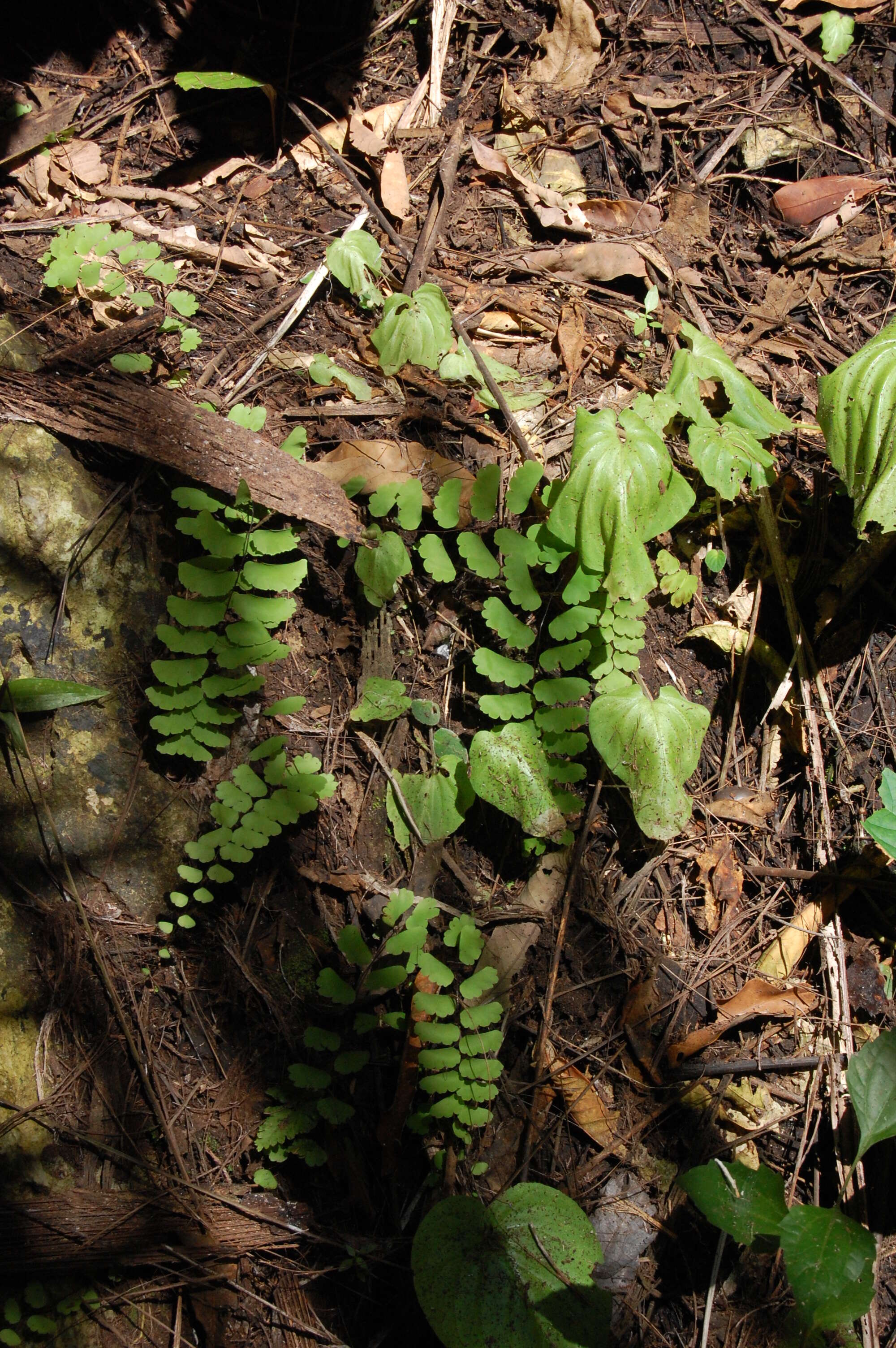 Image of Adiantum lunulatum Cav.