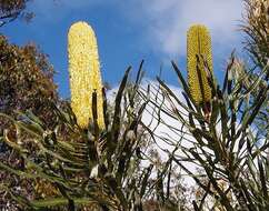 Plancia ëd Banksia attenuata R. Br.