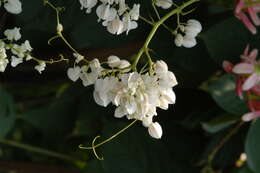 Image of antigonon