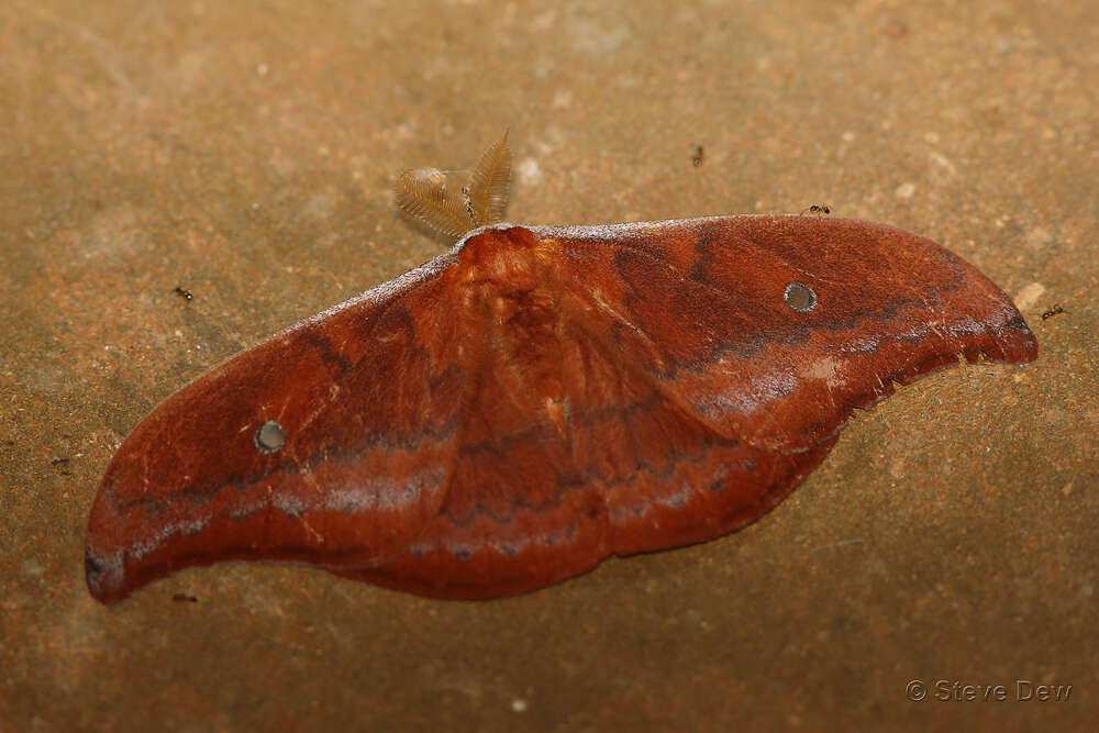 Image of Syntherata leonae Lane 2003