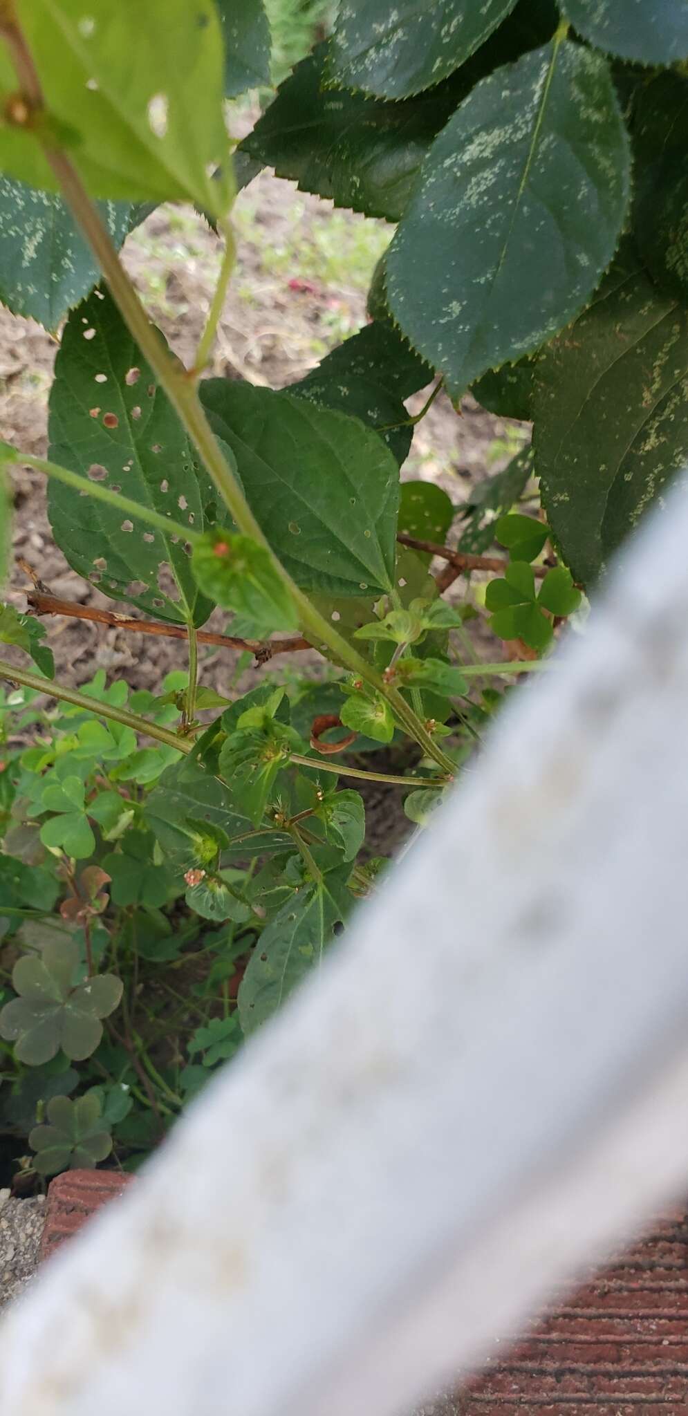 Image of Asian copperleaf