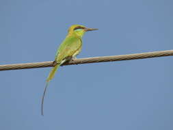 Image of African Green Bee-eater