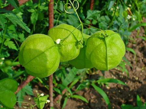 Image of balloon vine