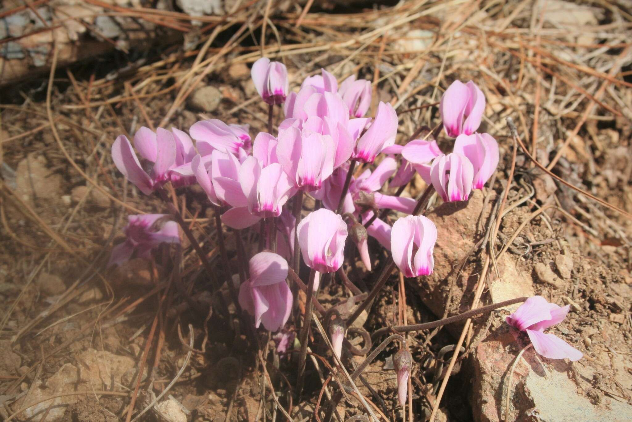 Image of Cyclamen graecum subsp. anatolicum J. H. Ietswaart